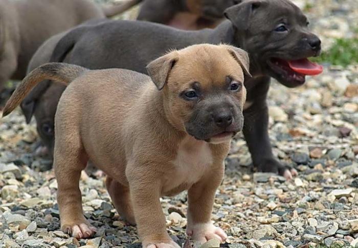 Cute cachorros Pitbull disponibles.
